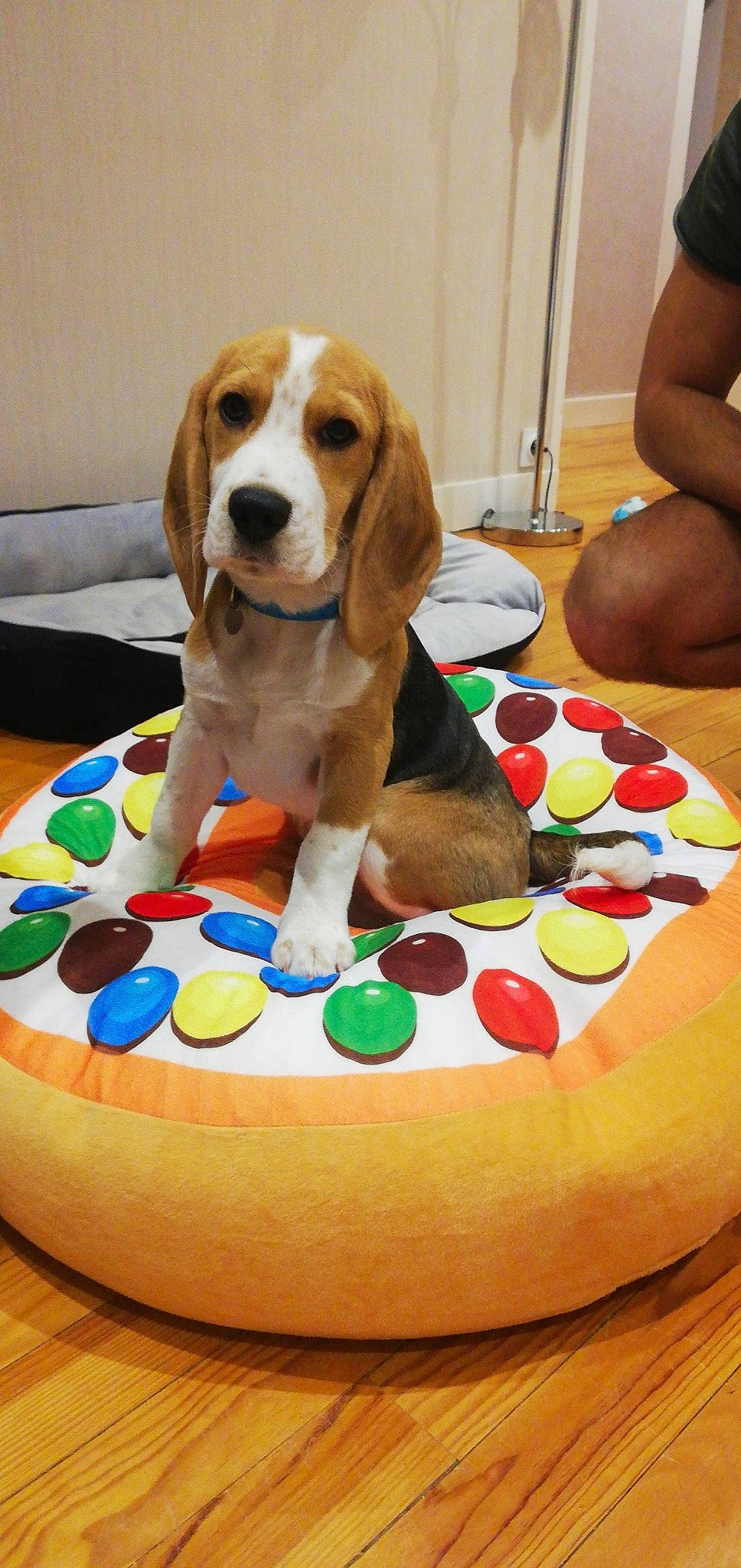 Oky participe au concours pour gagner de l'argent avec cette photo : baked_goods, basset_artesien_normand, basset_hound, beagle, birthday_cake, cake, canidae, carnivore, companion_dog, dessert, dog, dog_breed, fawn, finnish_hound, food, hound, pocket_beagle, rare_breed_dog, scent_hound