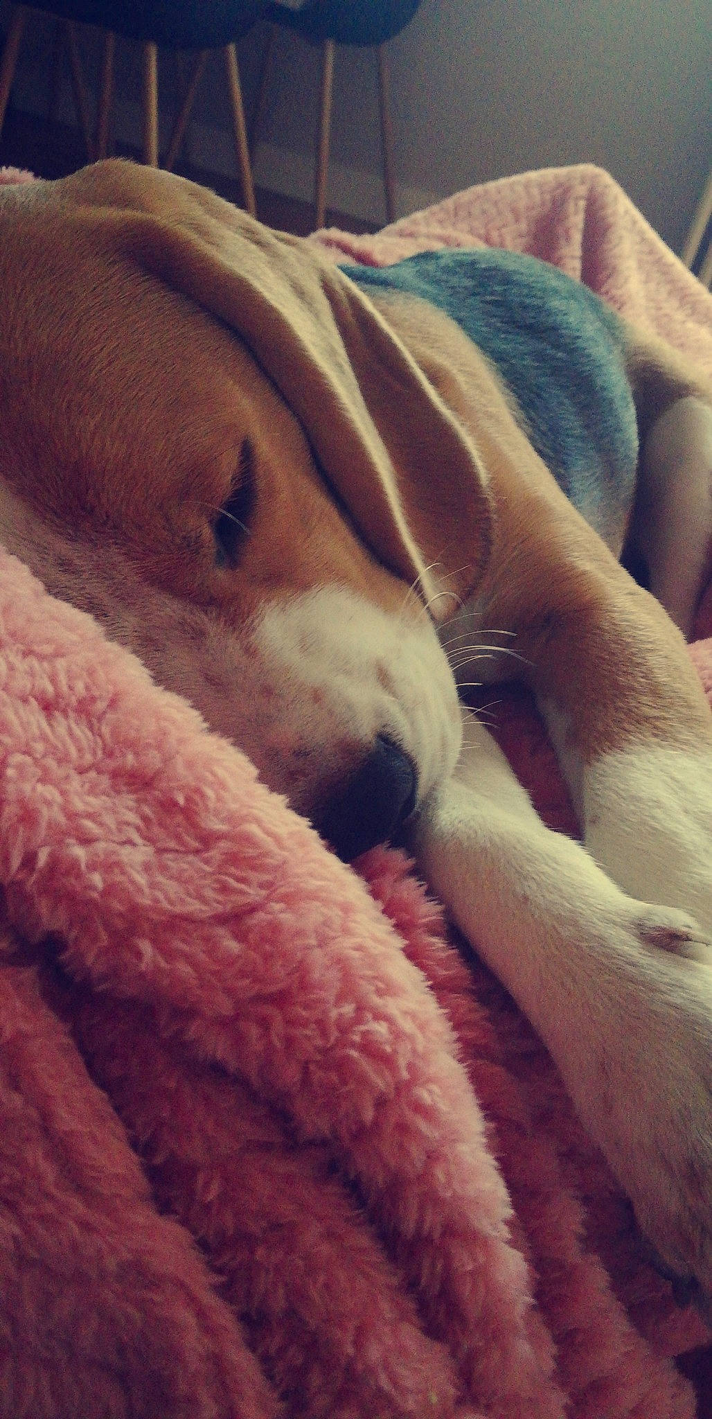 Oky a rejoint le concours — aidez-le/la à gagner de superbes lots ! canidae, carnivore, dog, dog_breed, fawn, nap, nose, puppy, puppy_love, snout