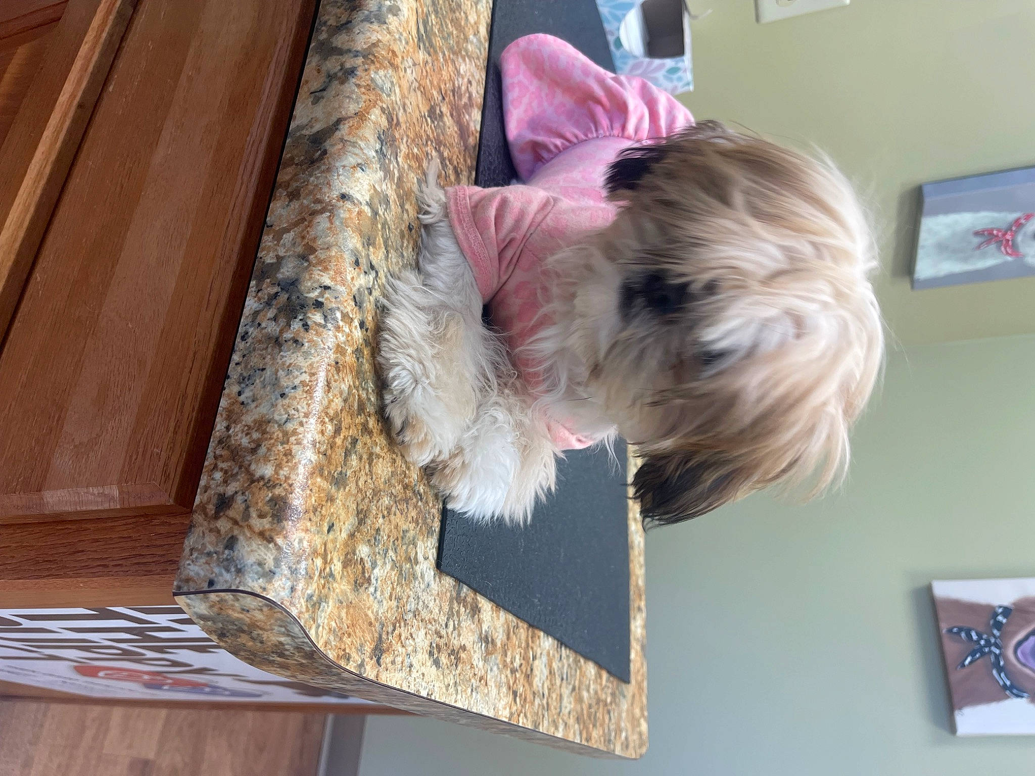 Lulu joined the competition — help win amazing prizes! canidae, carnivore, child, comfort, companion_dog, dog, dog_breed, dog_clothes, flooring, fur, hardwood, picture_frame, room, small_terrier, sporting_group, tail, terrier, toy_dog, wood, wood_stain