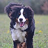 Aiko participe au concours pour gagner de l'argent avec cette photo : animal, bernese_mountain_dog, black, brown, canine, daytime, dog, ears_flapping, field, flowers, fur, grass, happy, nature, outdoor, pet, playful, running, tongue_out, white