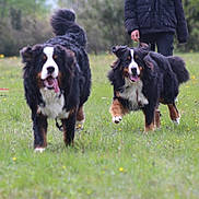 Aiko participe au concours pour gagner de l'argent avec cette photo : animal, bernese_mountain_dog, canine, daylight, dog, field, fur, grass, greenery, happy, jacket, nature, outdoor, person, pet, playful, running, spring, tongue_out, wildlife