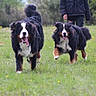animal, bernese_mountain_dog, canine, daylight, dog, field, fur, grass, greenery, happy, jacket, nature, outdoor, person, pet, playful, running, spring, tongue_out, wildlife