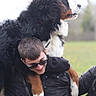 affection, animal, bernese_mountain_dog, black_jacket, casual, dog, field, friendship, fur, grass, happy, leash, man, nature, outdoor, pet, playful, portrait, smile, sunglasses
