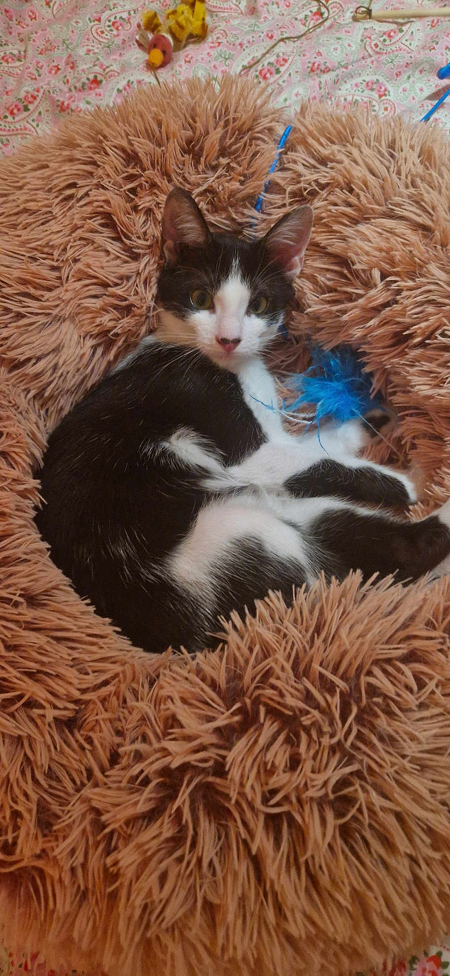 Bonnie