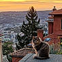 animal, architecture, building, cat, chimney, evening, fur, landscape, nature, outdoor, pet, quiet, rooftop, scenery, sky, sunset, tile_roof, town, tree, window