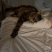 Cookie joined the competition — help win amazing prizes! cat, tabby, bed, pillow, blanket, indoor, sleepy, resting, fur, pet, cozy, feline, stretching, whiskers, domestic, relaxation, comfort, sleep, animal, mammal