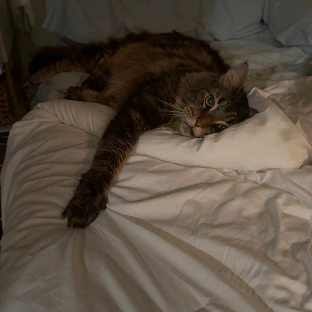 Cookie joined the competition — help win amazing prizes! cat, tabby, bed, pillow, blanket, indoor, sleepy, resting, fur, pet, cozy, feline, stretching, whiskers, domestic, relaxation, comfort, sleep, animal, mammal