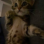 Parise participe au concours pour gagner de l'argent avec cette photo : animal, cat, closeup, couch, curious, cute, domestic, feline, fur, indoor, kitten, mammal, paw, pet, portrait, resting, spotted, whiskers, wide_eyes, young