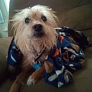 Reggie joined the competition — help win amazing prizes! animal, blanket, brown, canine, collar, companion, couch, cozy, cute, dog, domestic, fleece, fur, indoor, looking_up, paw, pet, relaxed, snuggled, tag