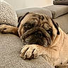 pug, dog, pet, canine, resting, couch, furniture, paw, face, fur, indoors, animal, closeup, texture, relaxation, home, companion, cute, wrinkles, expression