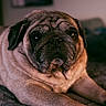 dog, pug, pet, animal, close_up, portrait, lying_down, fur, wrinkles, indoor, warm_lighting, face, eyes, cute, canine, mammal, resting, bed, texture, expression
