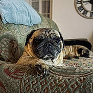 Orca participe au concours pour gagner de l'argent avec cette photo : dog, pug, pet, couch, sofa, indoor, relaxed, sleeping, paw, furniture, clock, pattern, animal, companion, cute, domestic, resting, cozy, home, two_dogs