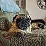 dog, pug, pet, couch, sofa, indoor, relaxed, sleeping, paw, furniture, clock, pattern, animal, companion, cute, domestic, resting, cozy, home, two_dogs