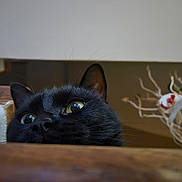 Tara a rejoint le concours — aidez-le/la à gagner de superbes lots ! black_cat, cat_face, whiskers, curious, close_up, indoor, wooden_surface, pet, animal, feline, yellow_eyes, ears, nose, fur, domestic_cat, looking_up, cute, home, quiet, still_life