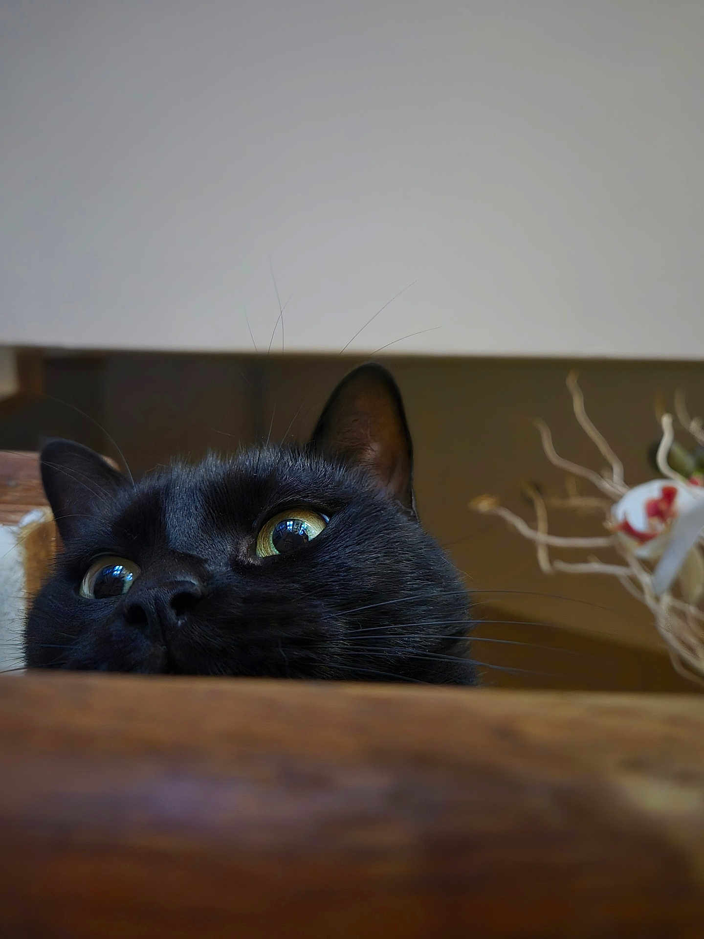 Tara a rejoint le concours — aidez-le/la à gagner de superbes lots ! black_cat, cat_face, whiskers, curious, close_up, indoor, wooden_surface, pet, animal, feline, yellow_eyes, ears, nose, fur, domestic_cat, looking_up, cute, home, quiet, still_life