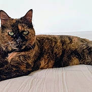 Lilly a rejoint le concours — aidez-le/la à gagner de superbes lots ! animal, cat, close_up, cute, domestic_cat, ears, feline, fur, green_eyes, indoor, looking_at_camera, lying_down, mammal, pet, portrait, relaxed, resting, tail, tortoiseshell, whiskers