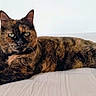 animal, cat, close_up, cute, domestic_cat, ears, feline, fur, green_eyes, indoor, looking_at_camera, lying_down, mammal, pet, portrait, relaxed, resting, tail, tortoiseshell, whiskers