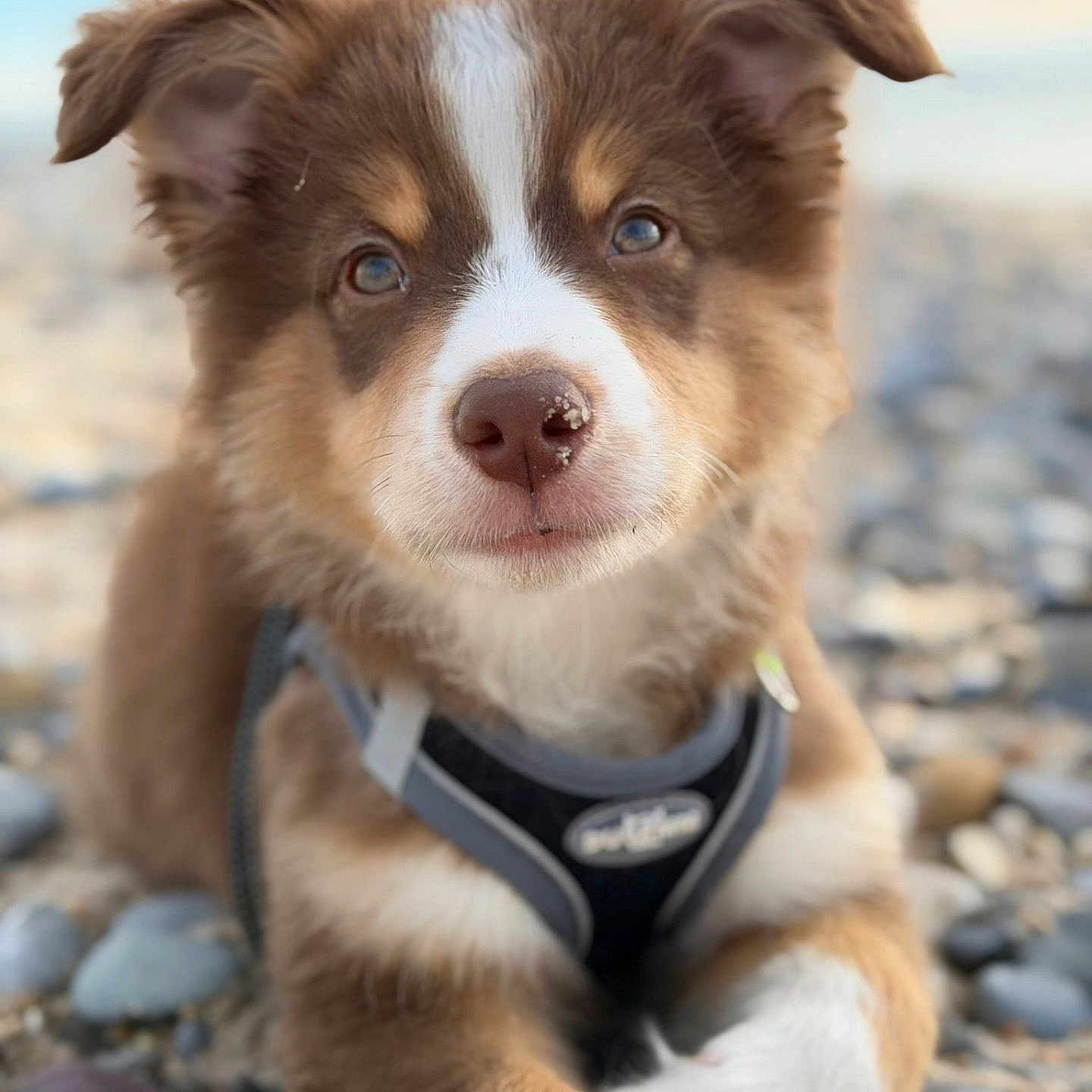 Aiko participe au concours pour gagner de l'argent avec cette photo : animal, brown_fur, close_up, curious, cute, dog, ears, fur, harness, lying_down, nature, outdoor, pebbles, pet, portrait, puppy, sand, snout, white_fur, young_dog