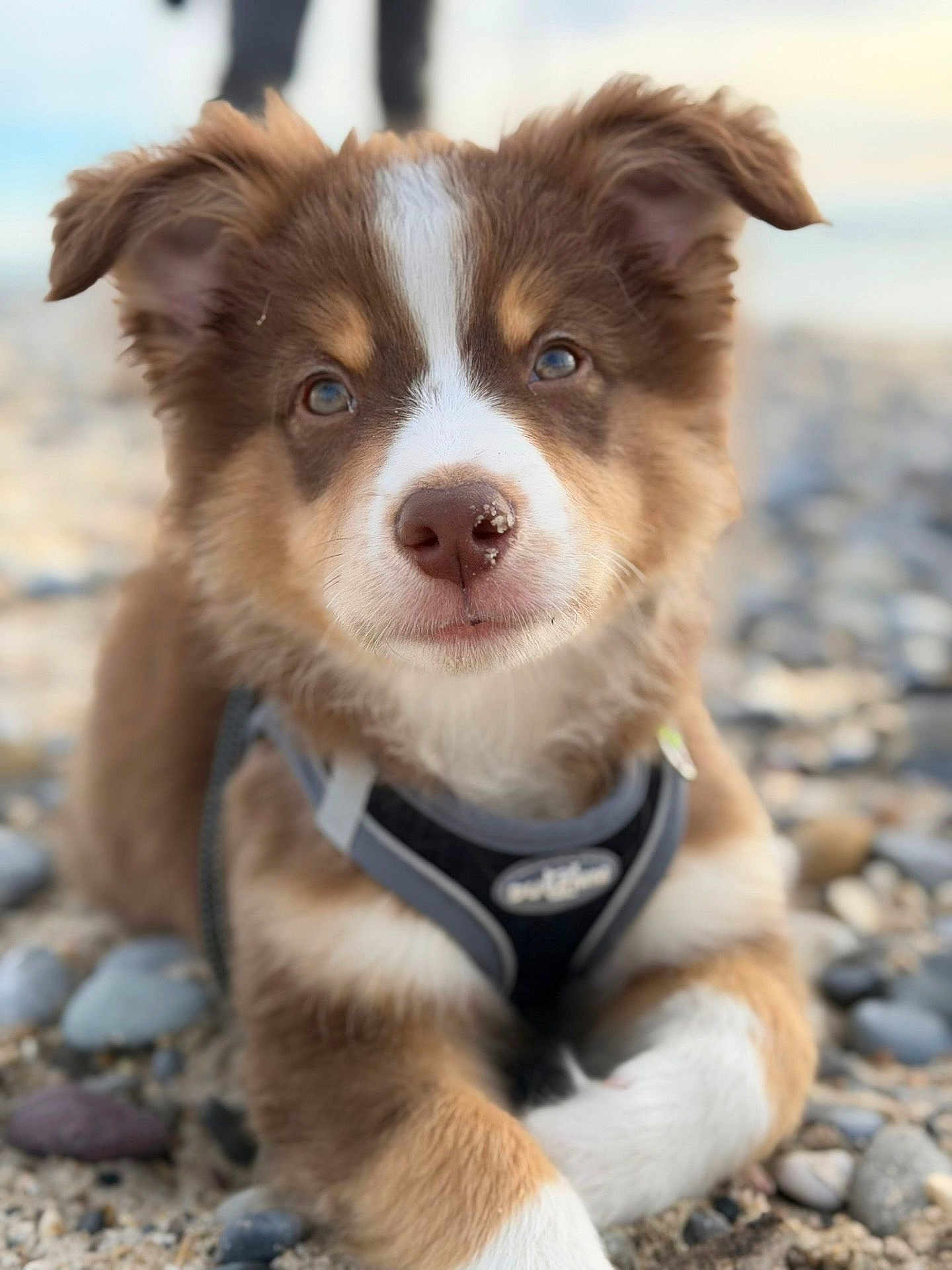 Aiko participe au concours pour gagner de l'argent avec cette photo : puppy, dog, close_up, outdoor, pebbles, sand, harness, brown_fur, white_fur, cute, pet, animal, young_dog, portrait, nature, curious, fur, lying_down, snout, ears