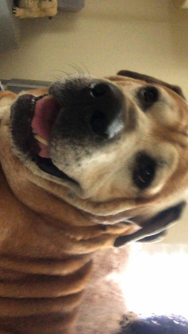 Bear is registered to the contest to win money with this photo: canidae, carnivore, comfort, companion_dog, dog, dog_breed, ear, fawn, fur, non_sporting_group, selfie, snout, sporting_group, terrestrial_animal, toy_dog, whiskers, working_animal