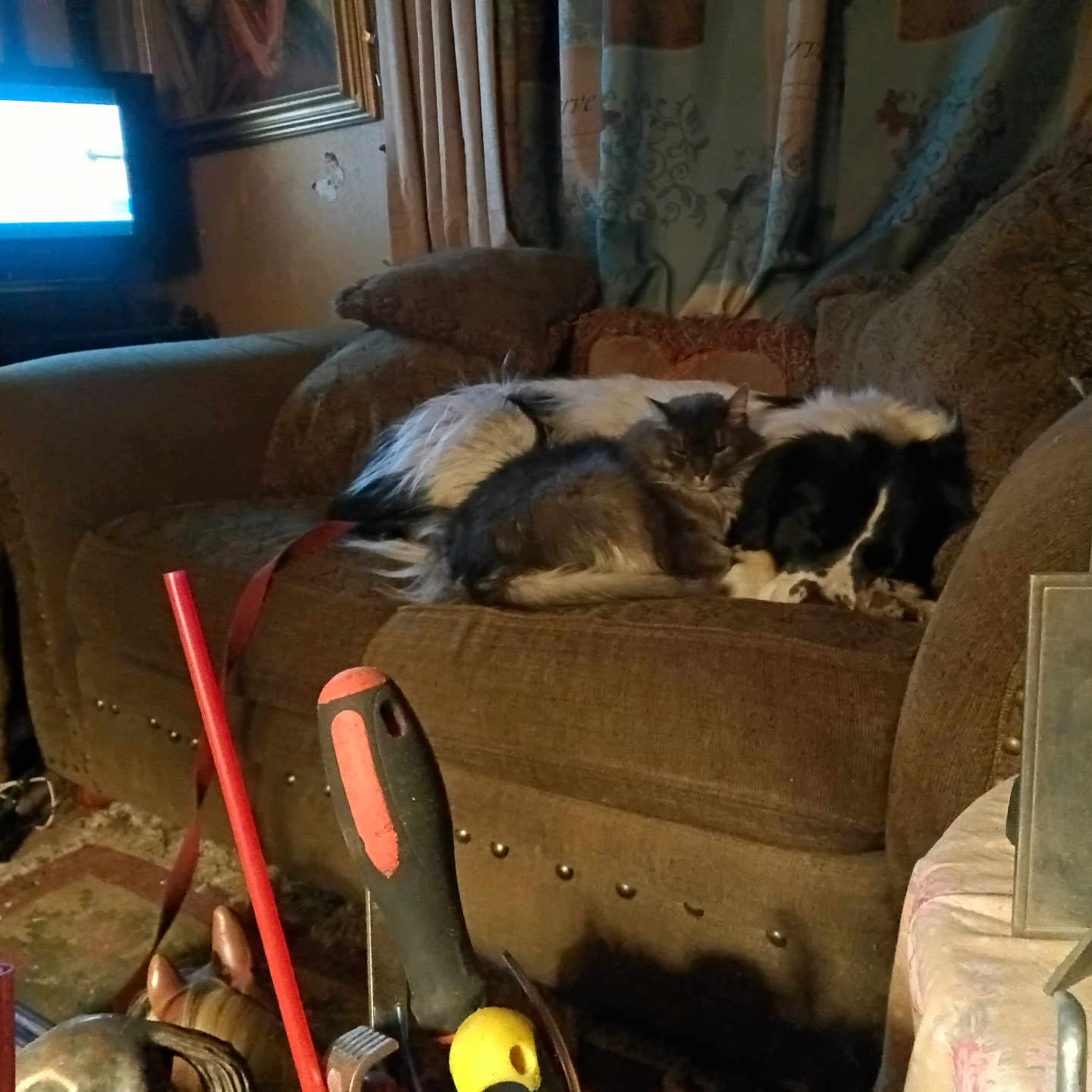 Bigboy And Violet joined the competition — help win amazing prizes! animal, architecture, building, canine, cat, computerhardware, couch, device, dog, electronics, furniture, hardware, indoors, livingroom, monitor, pet, room, screen, screwdriver, tv