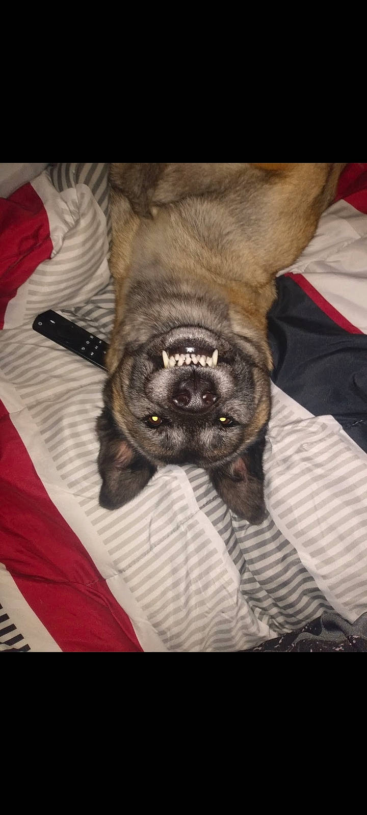 Baby joined the competition — help win amazing prizes! canidae, carnivore, comfort, companion_dog, dog, dog_breed, ear, fawn, felidae, fur, gesture, jaw, mammal, paw, sleeve, snout, sporting_group, whiskers, working_animal, wrinkle