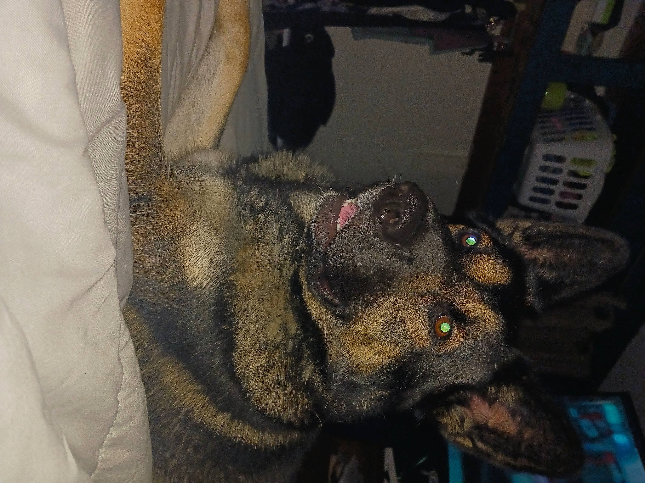 Bear joined the competition — help win amazing prizes! canidae, canis, carnivore, claw, dog, dog_breed, ear, east_european_shepherd, fur, german_shepherd_dog, grey, jaw, natural_material, paw, snout, sporting_group, terrestrial_animal, whiskers, working_animal, working_dog