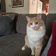 Timothy joined the competition — help win amazing prizes! cat, orange_cat, white_cat, pets, animal, indoor, sofa, couch, pillows, living_room, furniture, painting, refrigerator, home, mammal, whiskers, ears, sitting, curious, domestic_cat