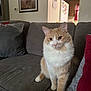 cat, orange_cat, white_cat, pets, animal, indoor, sofa, couch, pillows, living_room, furniture, painting, refrigerator, home, mammal, whiskers, ears, sitting, curious, domestic_cat