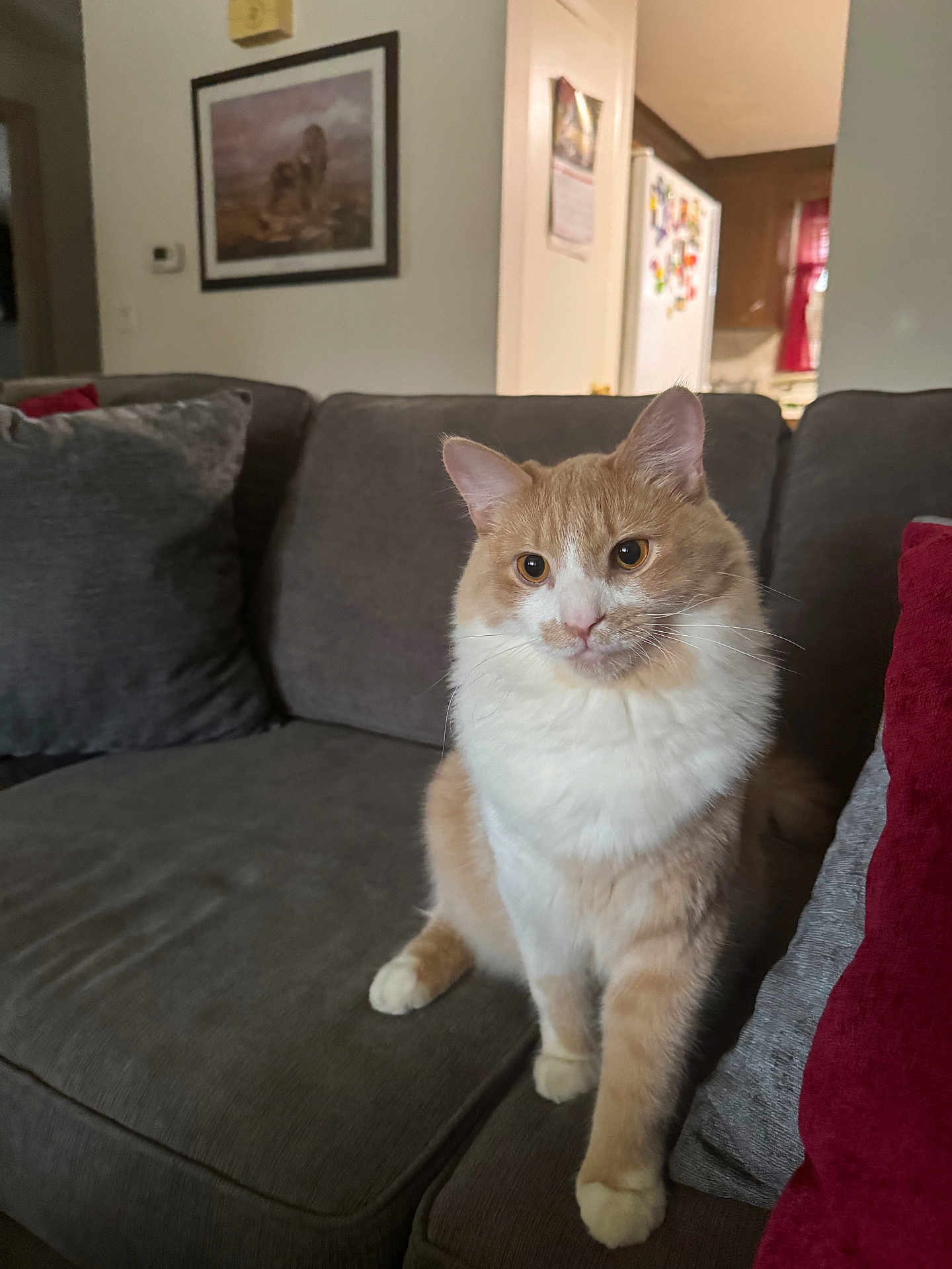Timothy joined the competition — help win amazing prizes! cat, orange_cat, white_cat, pets, animal, indoor, sofa, couch, pillows, living_room, furniture, painting, refrigerator, home, mammal, whiskers, ears, sitting, curious, domestic_cat