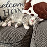 kitten, sleeping, couch, pillow, cozy, home, pet, feline, gray, white, fur, pink_nose, paw, resting, indoor, comfort, blanket, soft, cute, relaxation
