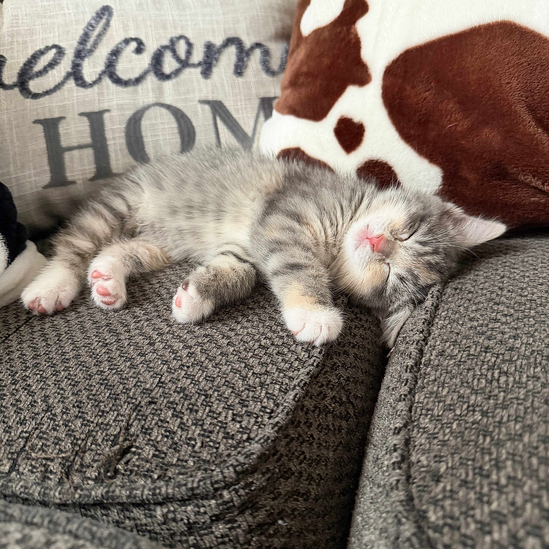 Ash joined the competition — help win amazing prizes! kitten, sleeping, couch, pillow, cozy, home, pet, feline, gray, white, fur, pink_nose, paw, resting, indoor, comfort, blanket, soft, cute, relaxation