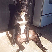 Dixie joined the competition — help win amazing prizes! dog, black_dog, white_chest, sitting, sunlight, shadow, tile_floor, kitchen, appliance, relaxed, pet, indoor, collar, paw, canine, domestic_animal, companion, animal, sunbathing, resting