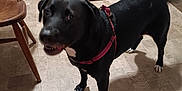 Dixie joined the competition — help win amazing prizes! dog, black_dog, harness, indoor, kitchen, floor, tile_floor, chair, appliance, refrigerator, stove, pet, animal, curious, standing, white_paws, white_chest, domestic, canine, home
