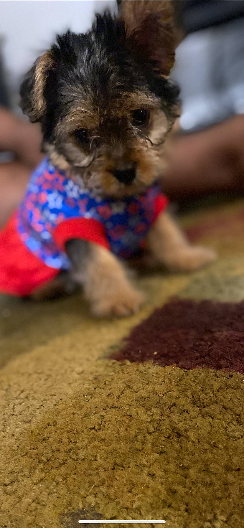 Gigi is registered to the contest to win money with this photo: bolonka, canidae, carnivore, companion_dog, dog, dog_breed, fawn, havanese, maltepoo, mammal, morkie, non_sporting_group, puppy, rare_breed_dog, schnoodle, shih_tzu, soil, toy_dog, yorkipoo, yorkshire_terrier