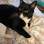 Geo is registered to the contest to win money with this photo: animal, bed, bedding, black_and_white, cat, closeup, cute, domestic_animal, feline, floral_pattern, fur, indoor, paws, pet, relaxed, resting, soft, tuxedo_cat, whiskers, yellow_eyes
