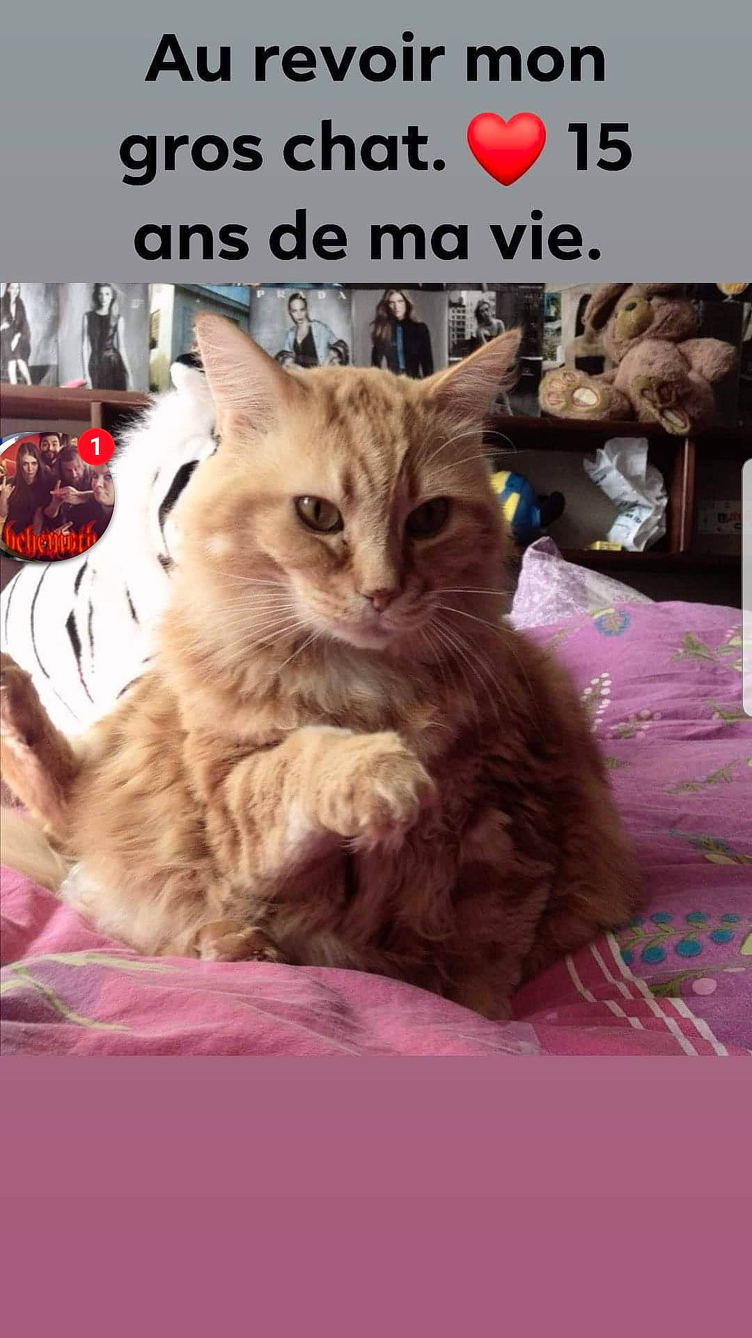 Garfield a rejoint le concours — aidez-le/la à gagner de superbes lots ! art, carnivore, cat, claw, domestic_short_haired_cat, fawn, felidae, font, fur, magenta, paw, photo_caption, plant, small_to_medium_sized_cats, snout, tail, terrestrial_animal, whiskers