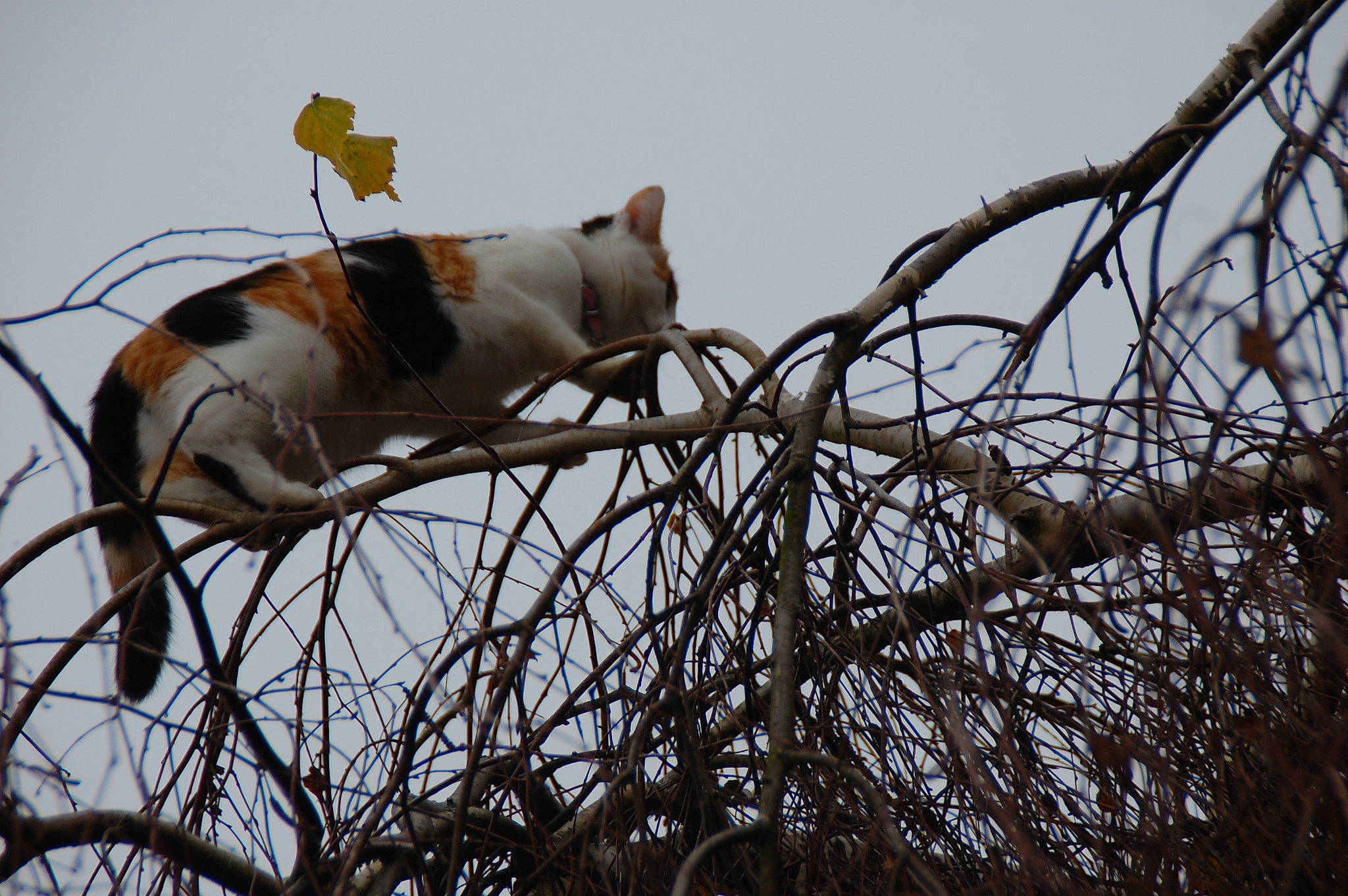 Osiris participe au concours pour gagner de l'argent avec cette photo : beak, branch, carnivore, cat, fawn, felidae, fence, fur, metal, plant, sky, small_to_medium_sized_cats, tail, tree, twig, whiskers, wildlife, wire, wire_fencing, wood