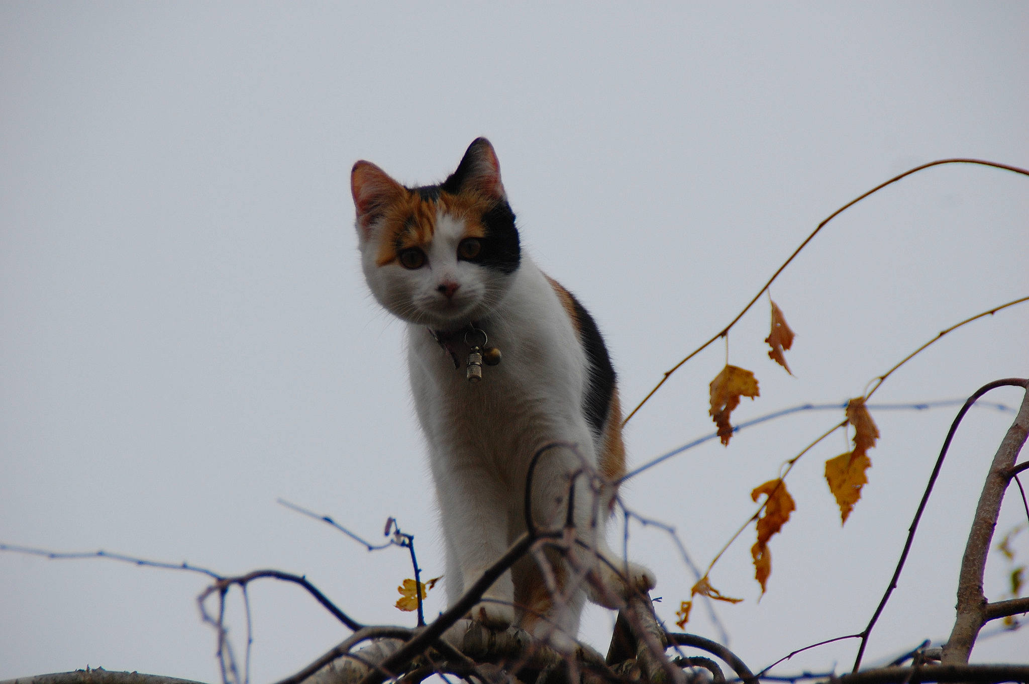 Osiris participe au concours pour gagner de l'argent avec cette photo : carnivore, cat, domestic_short_haired_cat, felidae, fur, paw, plant, sitting, sky, small_to_medium_sized_cats, snout, tail, terrestrial_animal, tree, twig, vertebrate, whiskers, wildlife