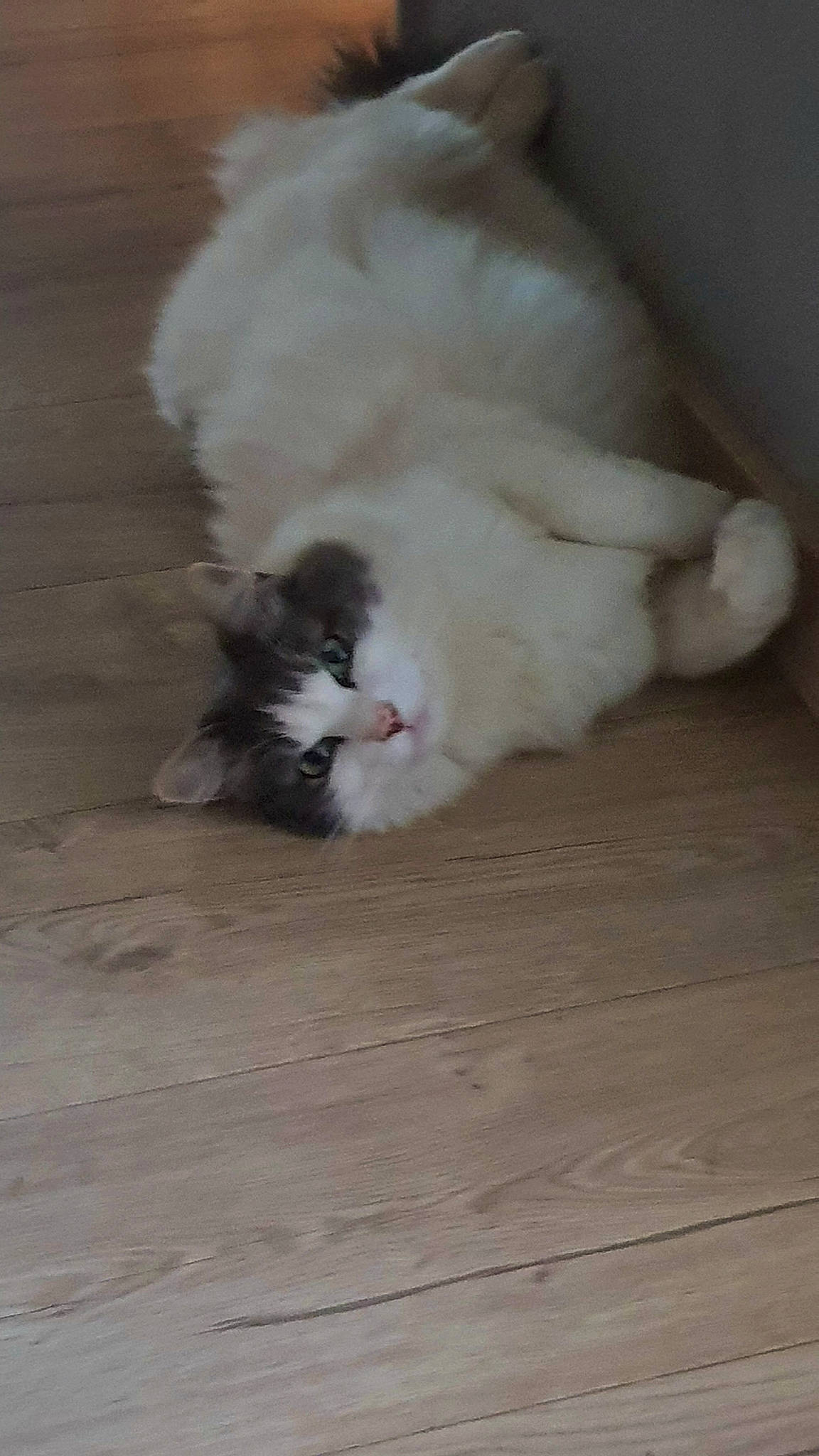 Grain-d-amour a rejoint le concours — aidez-le/la à gagner de superbes lots ! carnivore, cat, claw, comfort, felidae, flooring, fur, hardwood, laminate_flooring, paw, small_to_medium_sized_cats, tail, whiskers, wood, wood_flooring, wood_stain