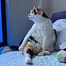 Dudu is registered to the contest to win money with this photo: bed, black_spots, blue_light, calico_cat, cat, cozy, cushion, feline, fluffy, indoor, looking_out, orange_spots, pet, quilted_bedspread, relaxed, sitting, tail, whiskers, white_fur, window