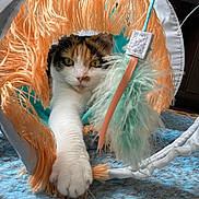 Dudu joined the competition — help win amazing prizes! animal, blue_rug, calico, cat, closeup, colorful, curious, domestic, feather, feline, indoor, paw, pet, playful, playtime, soft_texture, stretching, toy, tunnel, whiskers
