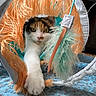 cat, calico, paw, toy, feather, tunnel, playful, indoor, curious, stretching, pet, feline, colorful, soft_texture, blue_rug, closeup, whiskers, playtime, animal, domestic