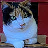 Dudu is registered to the contest to win money with this photo: animal, box_edge, calico_cat, cardboard_box, cat, close_up, curious, cute, domestic_animal, feline, fur, green_eyes, indoor, looking, paw, pet, portrait, resting, sitting, whiskers