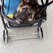 Olya participe au concours pour gagner de l'argent avec cette photo : carnivoran, dog, dog_breed, dog_breed_group, dog_like_mammal, mammal, puppy, snout, whiskers