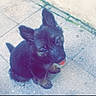 Olya participe au concours pour gagner de l'argent avec cette photo : affenpinscher, cairn_terrier, carnivoran, dog, dog_breed, dog_breed_group, dog_like_mammal, puppy, schnauzer, scottish_terrier, small_terrier, snout, terrier, vertebrate, vulnerable_native_breeds