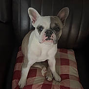 Stella Grace joined the competition — help win amazing prizes! dog, french_bulldog, pet, sitting, pillow, checkered_pattern, red, white, leather_couch, indoor, animal, canine, face, ears, paw, fur, domestic, companion, cute, looking_at_camera