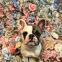 dog, french_bulldog, puppy, flower_bed, roses, pastel_colors, pink_flowers, blue_flowers, white_flowers, pet, cute, animal, portrait, ears, face, sitting, nature, floral_background, close_up, adorable