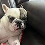 Stella Grace is registered to the contest to win money with this photo: dog, french_bulldog, pet, sleepy, couch, leather, indoor, close_up, blanket, resting, paw, face, animal, fur, napping, cute, domestic, relaxed, snout, ear