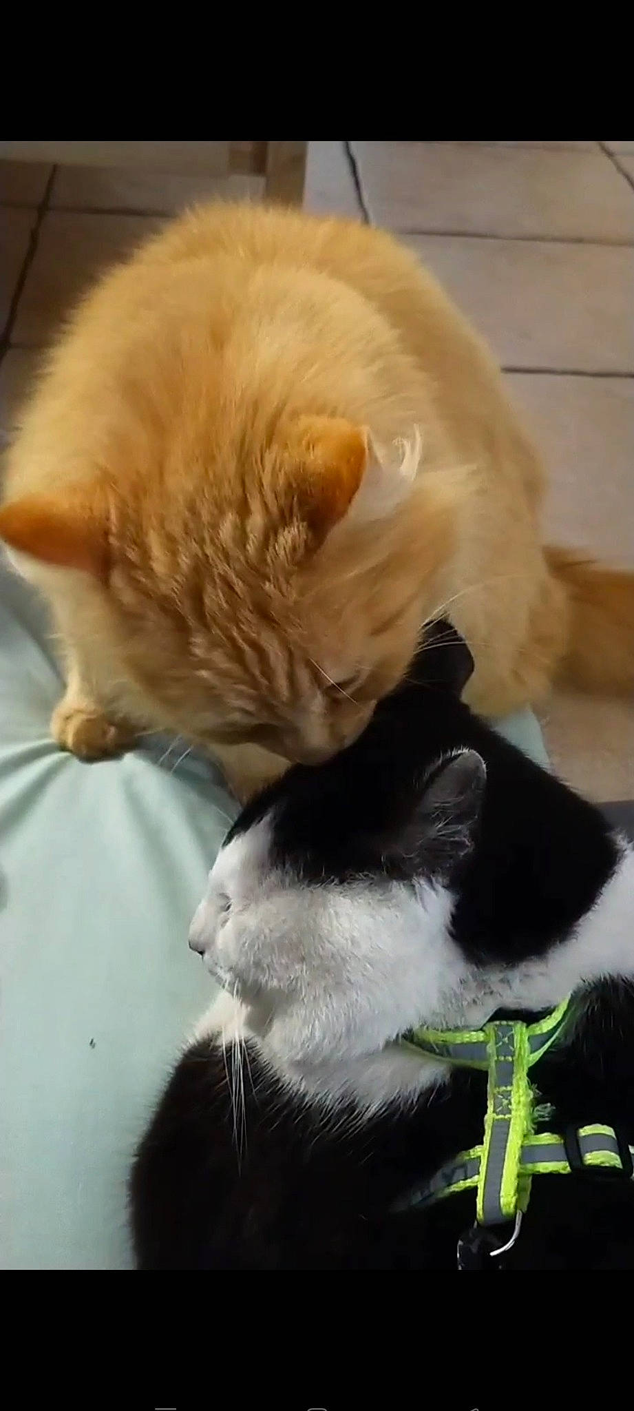 Killua a rejoint le concours — aidez-le/la à gagner de superbes lots ! carnivore, cat, claw, collar, comfort, companion_dog, dog_breed, domestic_short_haired_cat, fawn, felidae, fur, gesture, grass, mammal, nap, paw, small_to_medium_sized_cats, snout, tail, whiskers